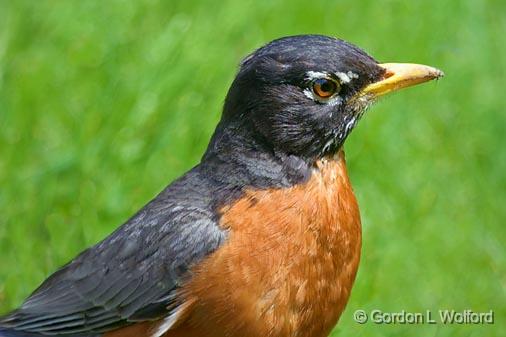 Robin Closeup_48956.jpg - Photographed in Ottawa, Ontario - the capital of Canada.Robin, Closeup, Ottawa; Ontario; capital, Canada